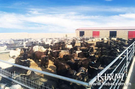 长城网：村民入股种植养殖业 PA视讯驻村组建“幸福”存折